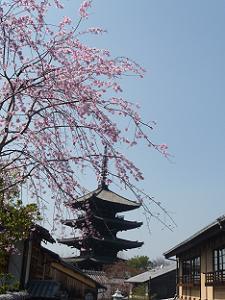 八坂の塔と枝垂れ桜