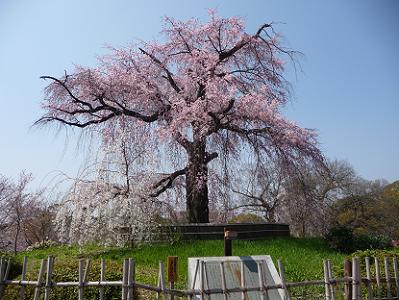 祇園枝垂れ桜と青空