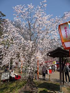 茶店の枝垂れ桜