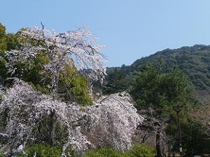 枝垂れ桜と東山