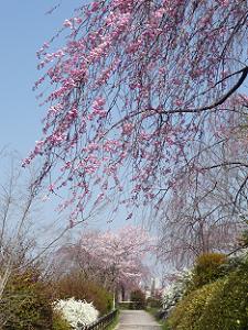 見上げる紅枝垂れ桜