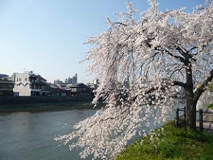 七条大橋付近の枝垂れ桜