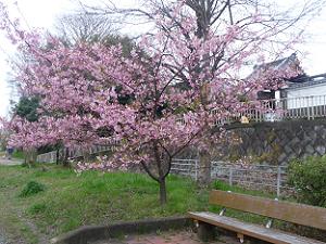 河津桜とベンチ
