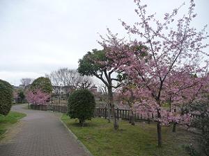 開花が早めの河津桜