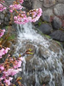 河津桜と滝