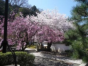 紅枝垂れ桜とソメイヨシノ