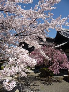 ソメイヨシノ越しに見る紅枝垂れ桜