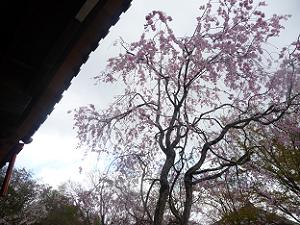 見上げる八重紅枝垂れ桜