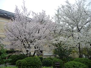 容保桜（左）と大島桜（右）