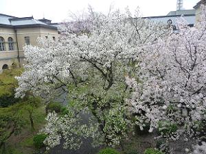2階から見た大島桜