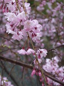八重紅枝垂れ桜のアップ