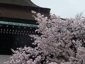 左近の桜と紫宸殿の屋根