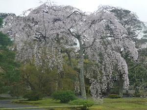出口付近の枝垂れ桜