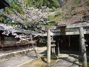 豊国神社付近のソメイヨシノ