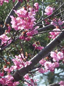 見ごろを過ぎた陽光桜