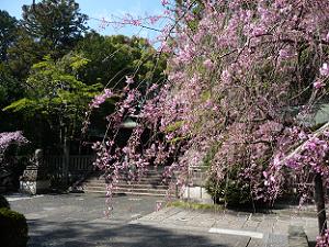 咲き始めた八重紅枝垂れ桜