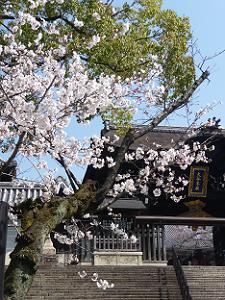 総門と桜
