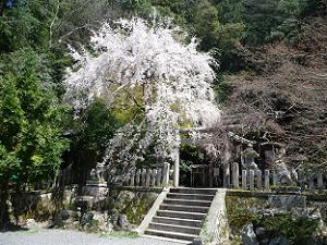本殿前の真っ白な枝垂れ桜