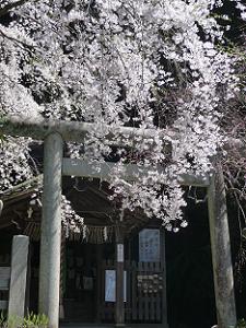 鳥居に懸かる枝垂れ桜