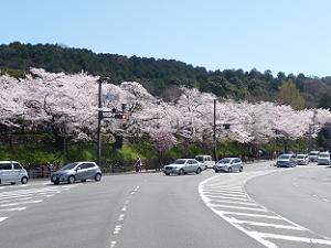 蹴上の交差点から見たインクラインの桜