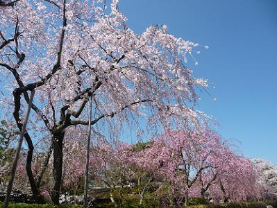 清流亭の枝垂れ桜