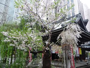 本堂前の桜