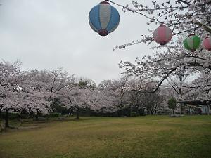 公園内の桜風景