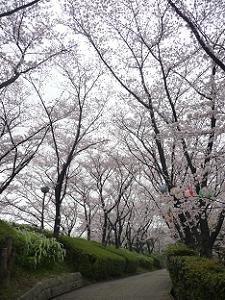 見上げる遊歩道の桜