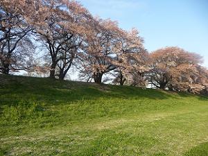 芝生と桜並木