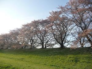 西を向いて見た桜並木