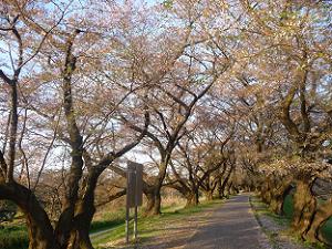 ほとんど散った桜のトンネル
