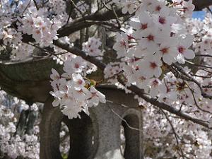 桜と灯籠