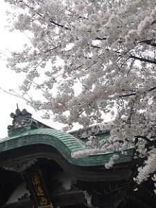 唐門の屋根と桜