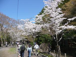 桜を見ながら歩く