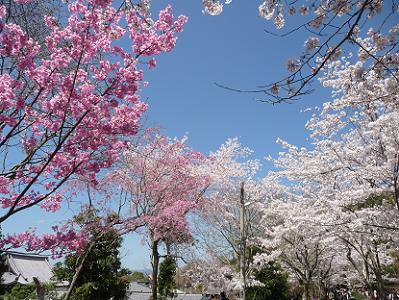 見上げる陽光桜（左）とソメイヨシノ（右）