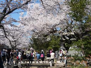橋から桜を眺める人々