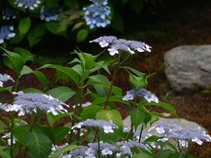 薄い青色の甘茶の花