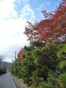 松と紅葉