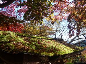 苔むした屋根と紅葉