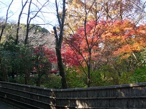 竹垣と紅葉