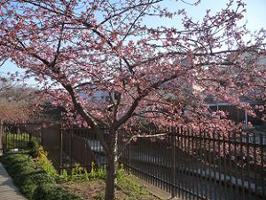5分咲きの河津桜