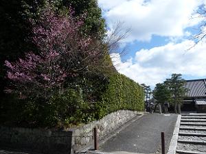 参道のオカメ桜