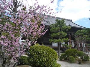 ふじ桜と本堂