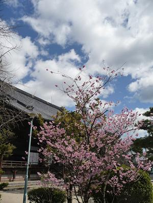 白雲とふじ桜
