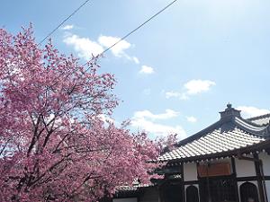オカメ桜と地蔵堂