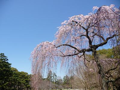 見上げる出水の枝垂れ桜