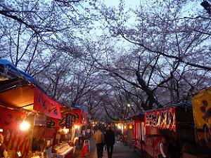 平野神社の夜桜ライトアップ 16年 京都観光旅行のあれこれ