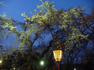 ライトアップされた枝垂れ桜