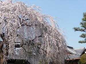 枝垂れ桜のシャワー