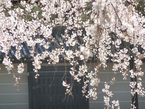 塀と糸桜